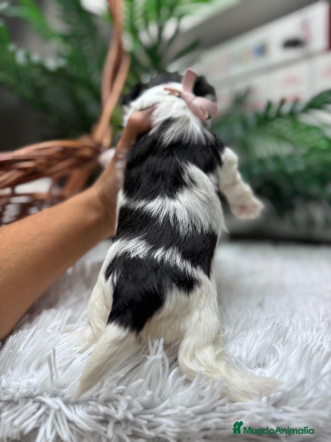 Yorkshire Terrier perros en venta: YORKSHIRE BIEWER HEMBRA - Anuncio 6