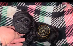 Maltipoo perros en venta: Maltipoo  apricot MACHOS  - Imagen 5