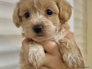 Maltipoo perros en Barcelona - Anuncio 14