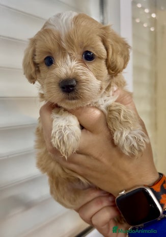 Maltipoo perros en Barcelona - Anuncio 17