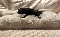 Chihuahua perros en venta: Chihuahua toy hembras - Imagen 3