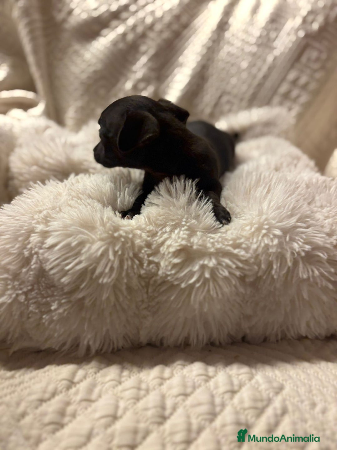 Chihuahua perros en venta: Chihuahua toy hembras - Imagen 3