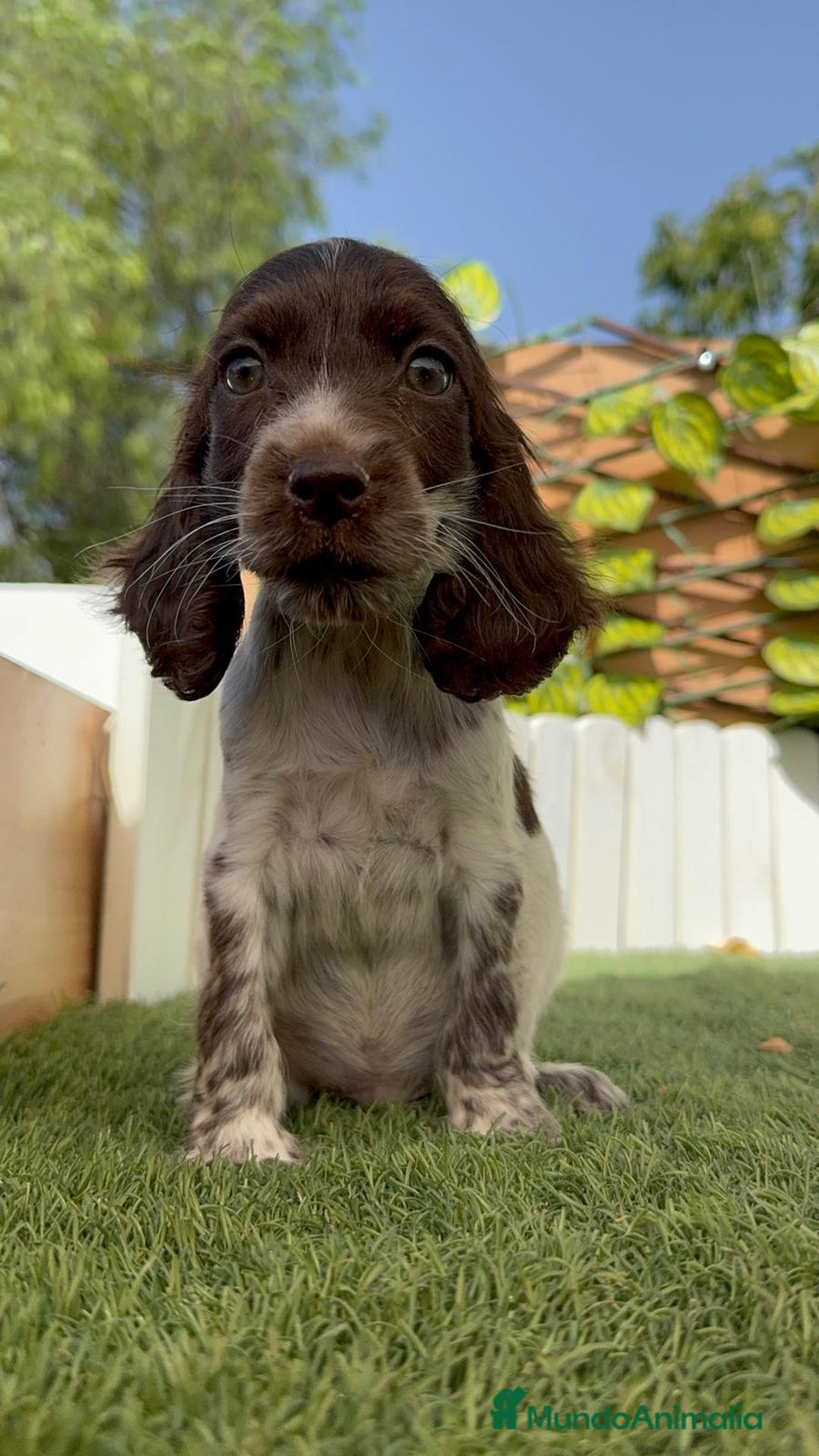 Cocker Spaniel Inglés perros en venta: COCKER SPANIEL RUANO - Imagen 14