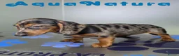 Teckel perros en venta: Teckel Macho de Kily y Luisiño 8171 - Anuncio 9