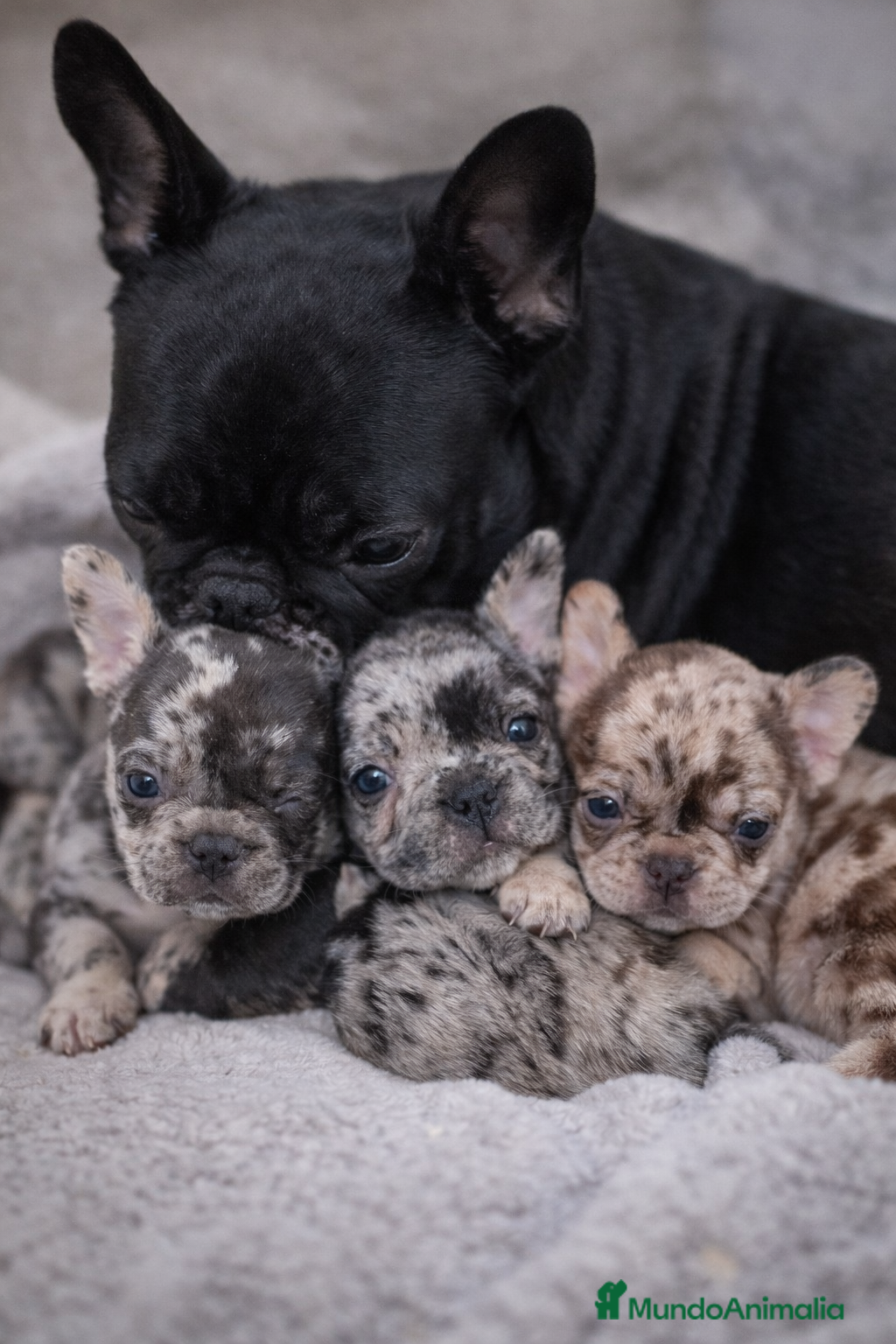Bulldog Francés perros Cachorros bulldog francés  - Anuncio 2