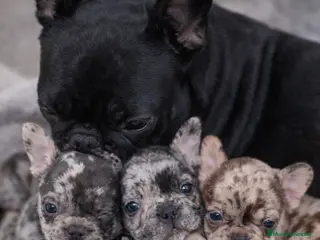 Bulldog Francés perros Cachorros bulldog francés - Anuncio 26