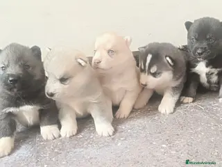 Husky Siberiano perros Husky siberiano camada - Anuncio 33