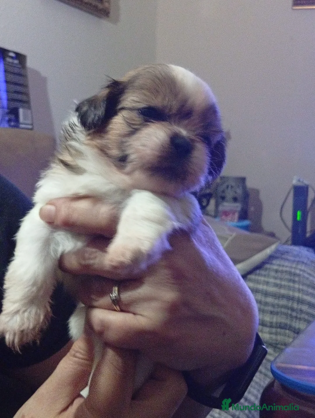 Shih Tzu perros en venta: Cachorros de Shih-tzu  - Anuncio 7
