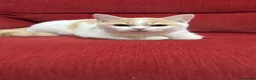 Británico de Pelo Corto gatos en venta: Precioso British arlequín  - Anuncio 5