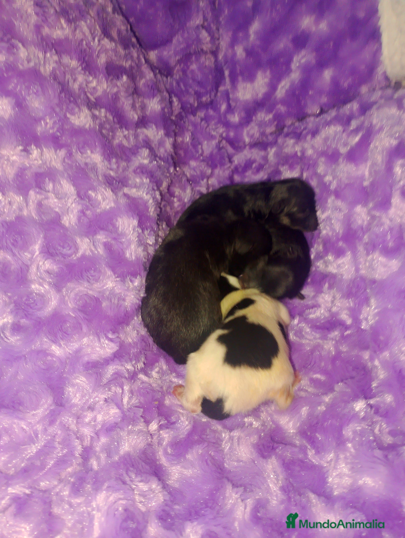 Pomerania perros Camada de pomerania hembras  - Anuncio 2