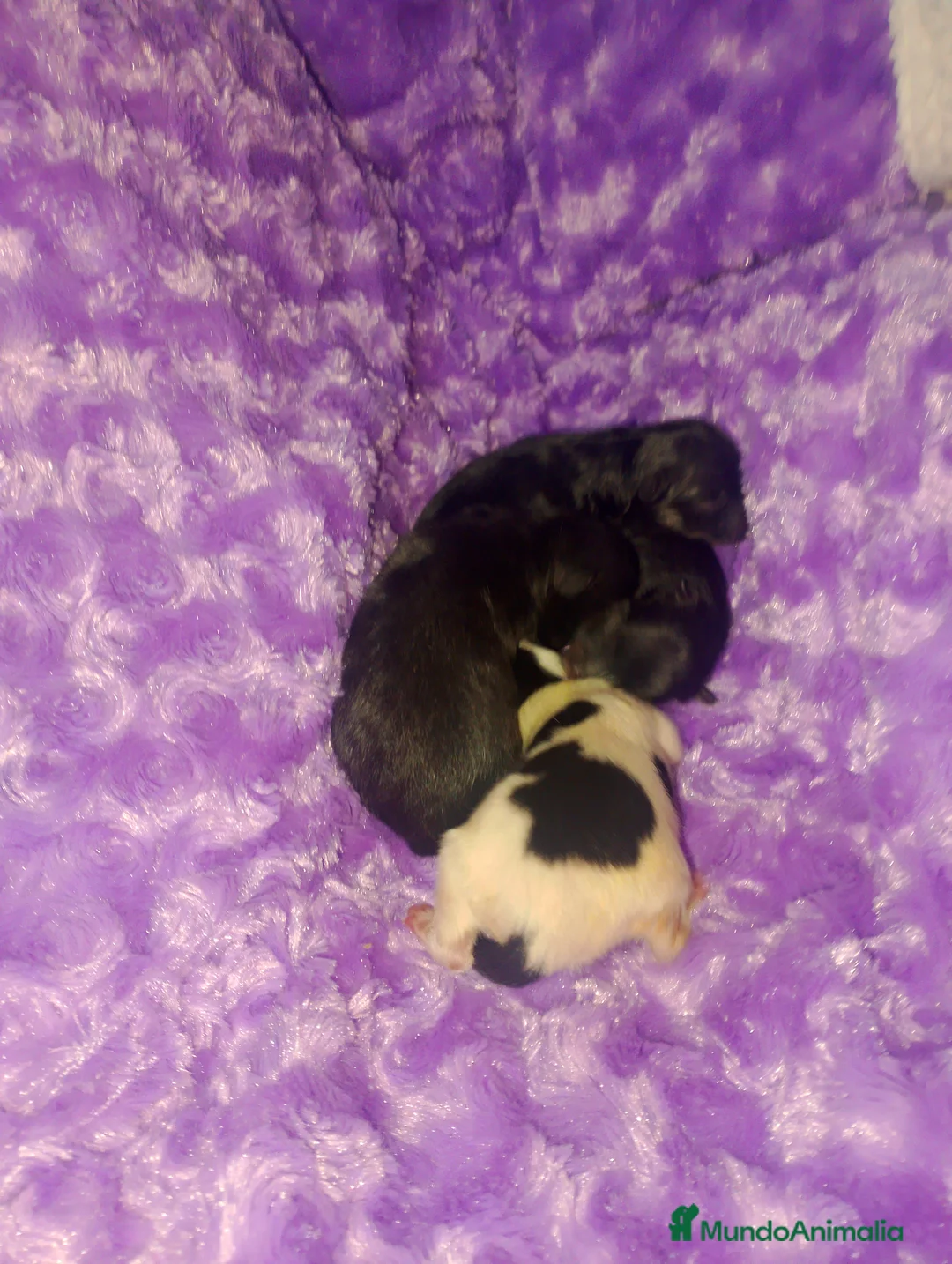 Pomerania perros en venta: Camada de pomerania hembras  - Anuncio 2