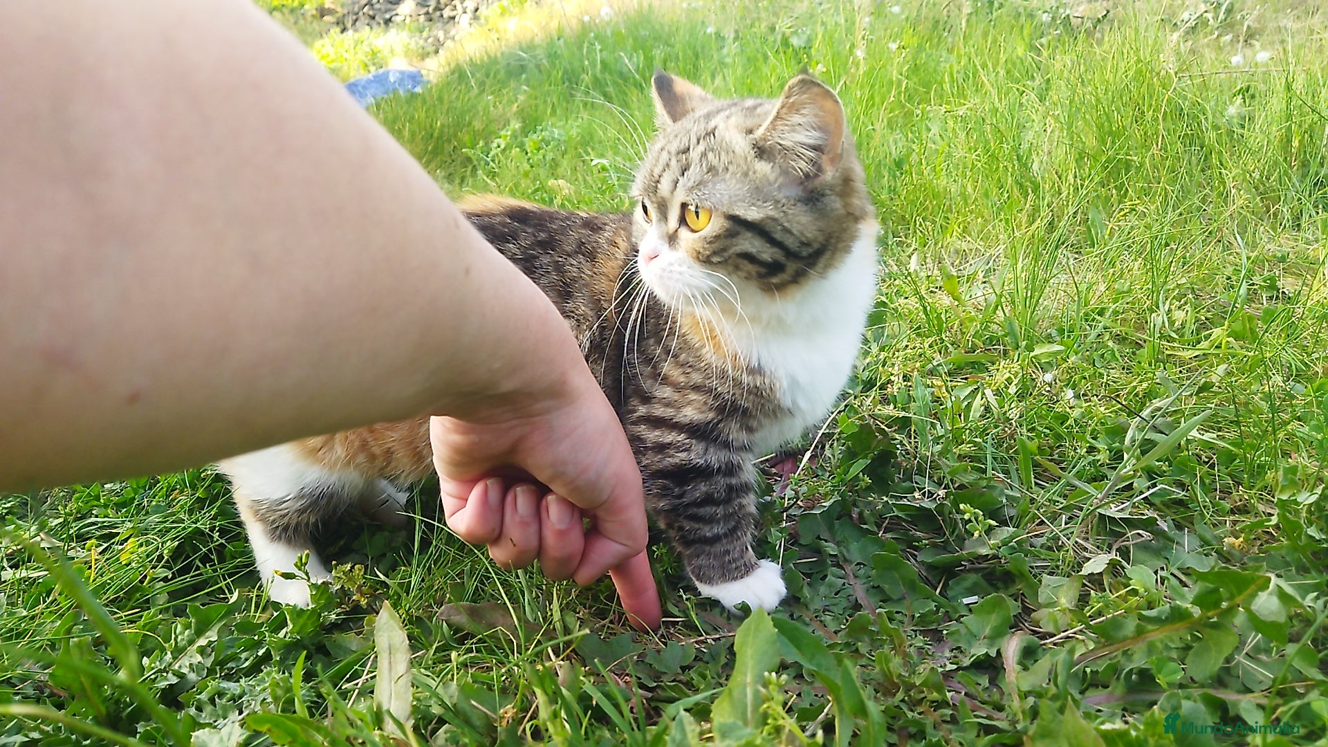 Munchkin gatos OFERTA Gatita munchkin tricolor - Anuncio 1