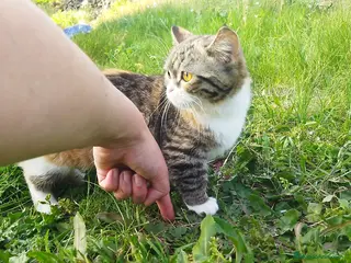 Munchkin gatos en venta: OFERTA Gatita munchkin tricolor - Anuncio 2