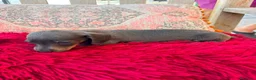 Teckel Miniatura perros en venta: Teckel kaninchen  - Anuncio 16