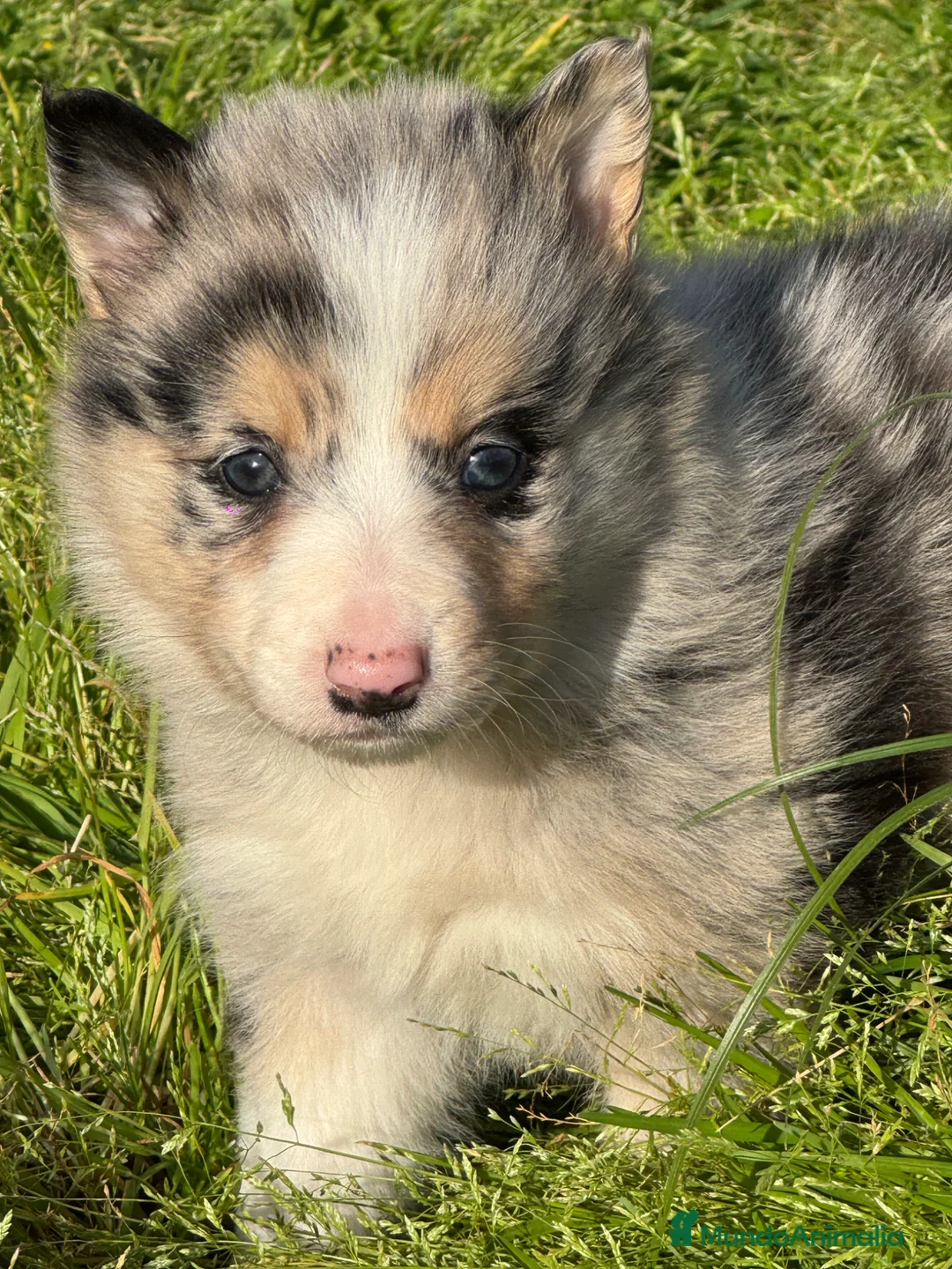 Border Collie perros en venta: Exclusivos Border Collie  - Anuncio 8