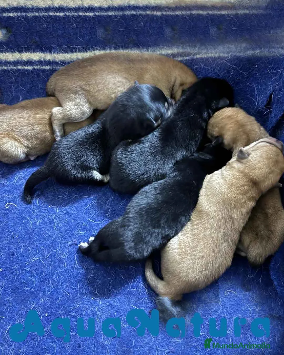 Shiba Inu perros en venta: Camada Shiba Inu de Mar - AQUANATURA en Barcelona - Anuncio 3