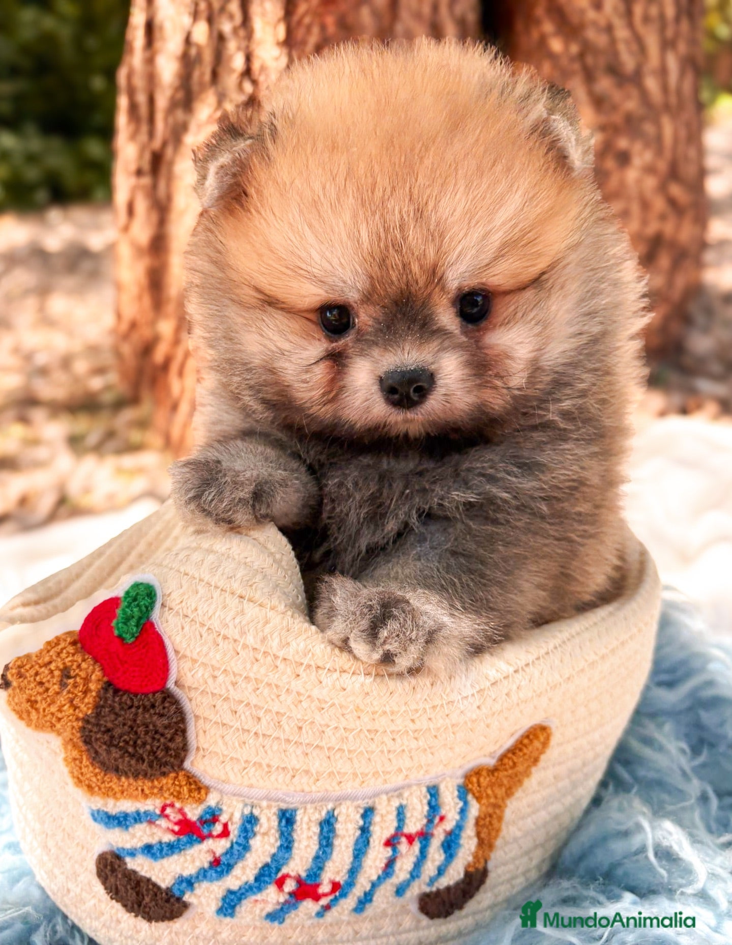 Pomerania perros Pomerania - Anuncio 2