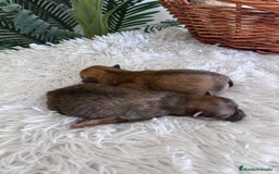 Pomerania perros en venta: POMERANIA MACHO - Imagen 5