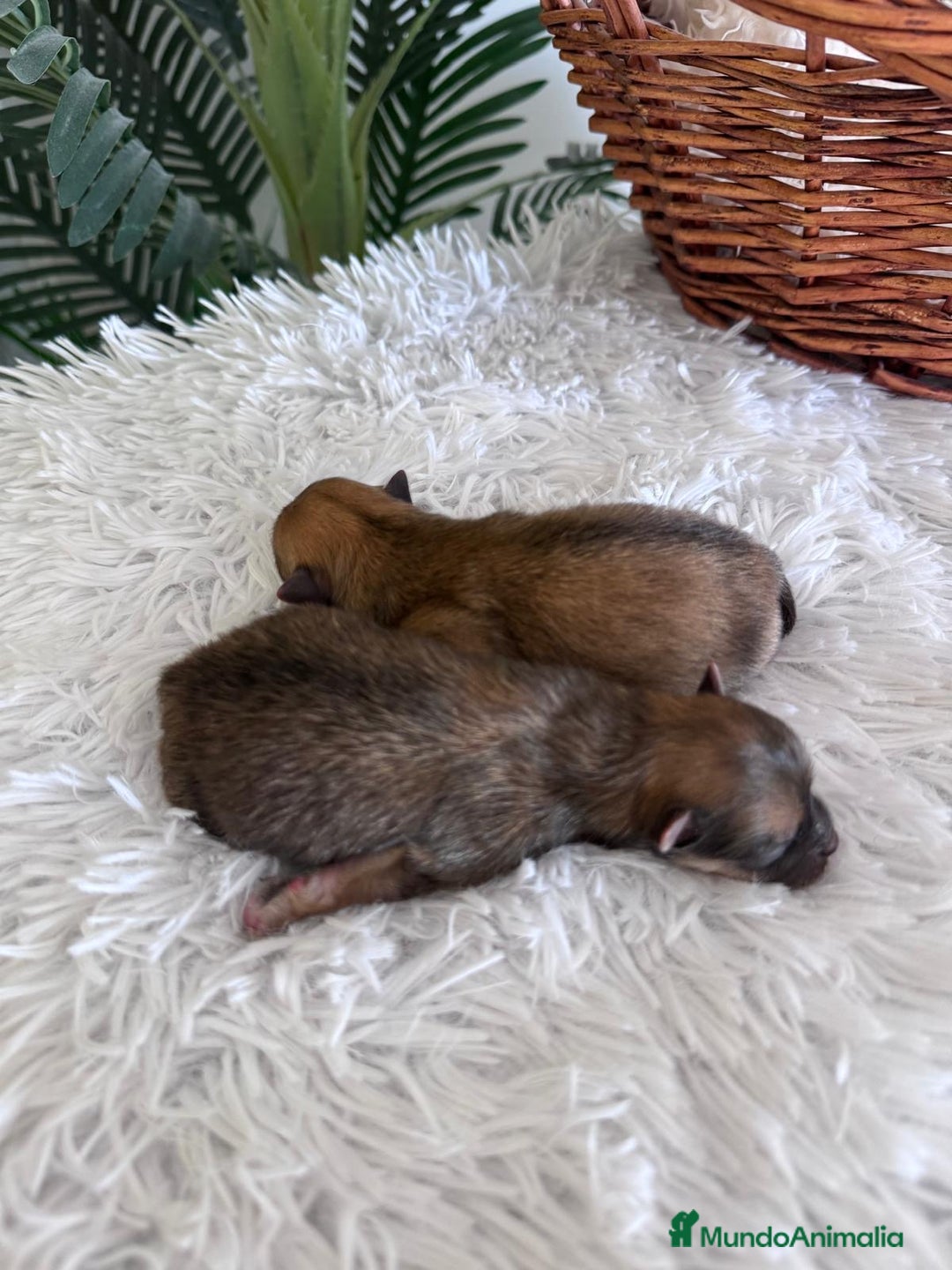 Pomerania perros en venta: POMERANIA MACHO - Imagen 5