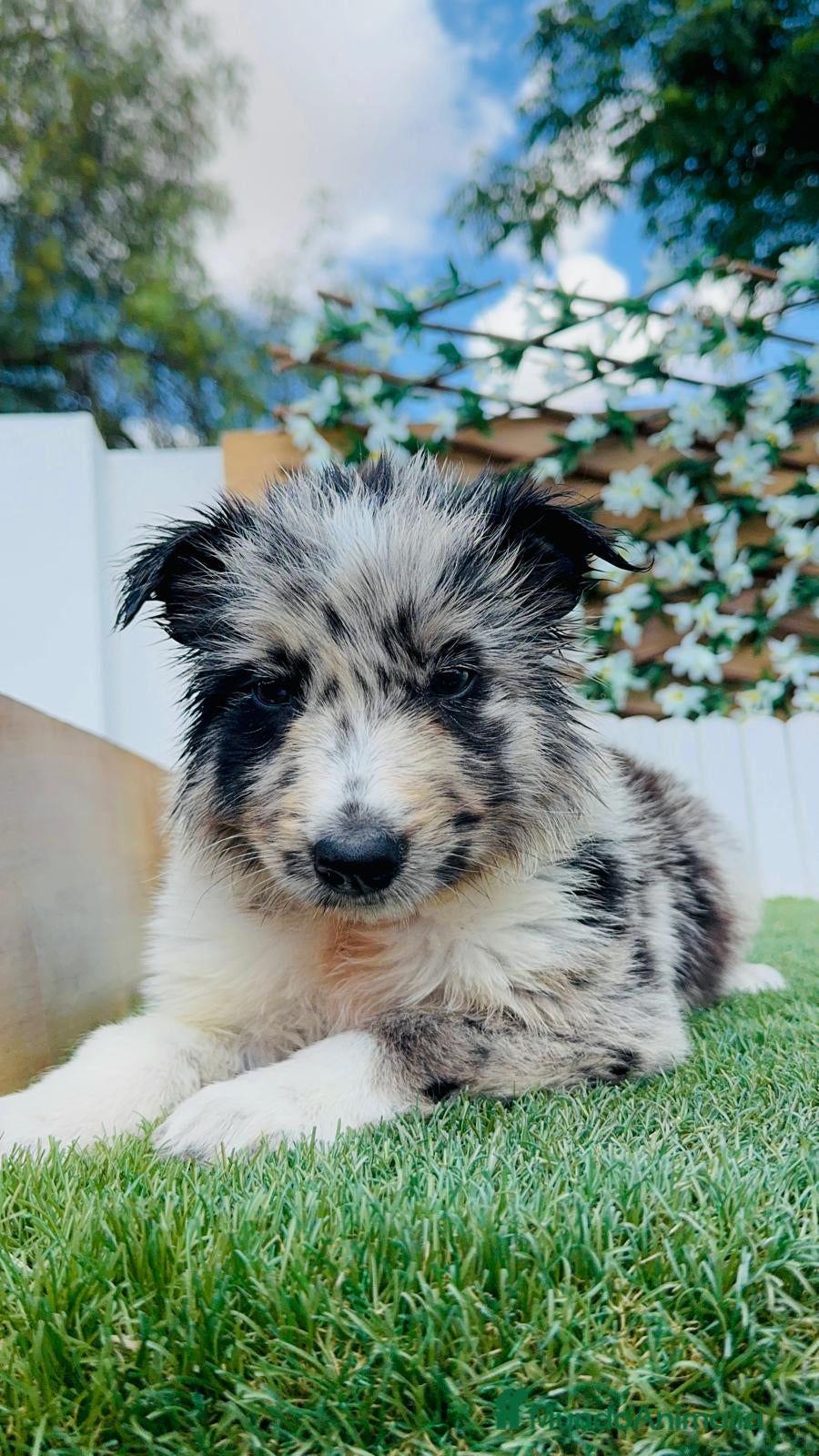 Border Collie perros BORDER COLLIE - Anuncio 1
