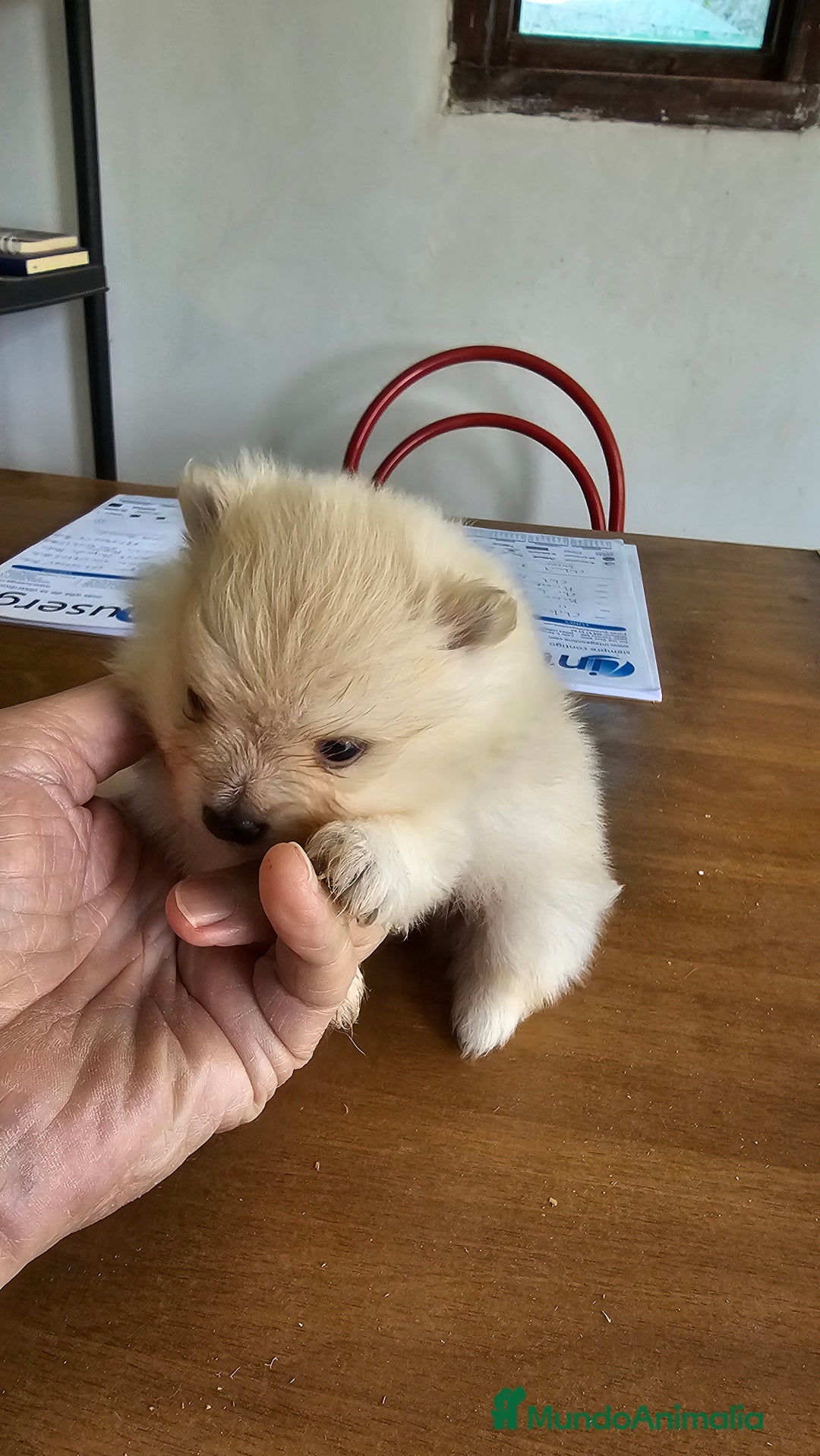 Pomerania perros en venta: Pomerania mini toy  - Anuncio 2