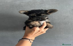 Yorkshire Terrier perros en venta: yorkshire  - Imagen 1