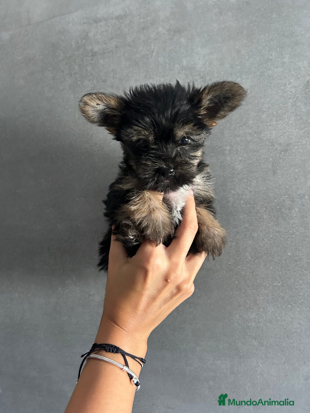 Yorkshire Terrier perros en venta: yorkshire  - Imagen 1