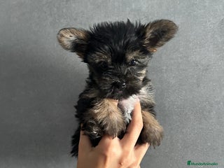 Yorkshire Terrier perros - Anuncio 3