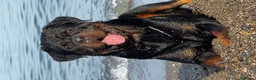 Rottweiler perros para monta: ROTTWEILER - Anuncio 2