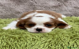 Cavalier King Charles Spaniel perros en venta: CAVLIER BLENHEIN DISPONIBLES - Imagen 5