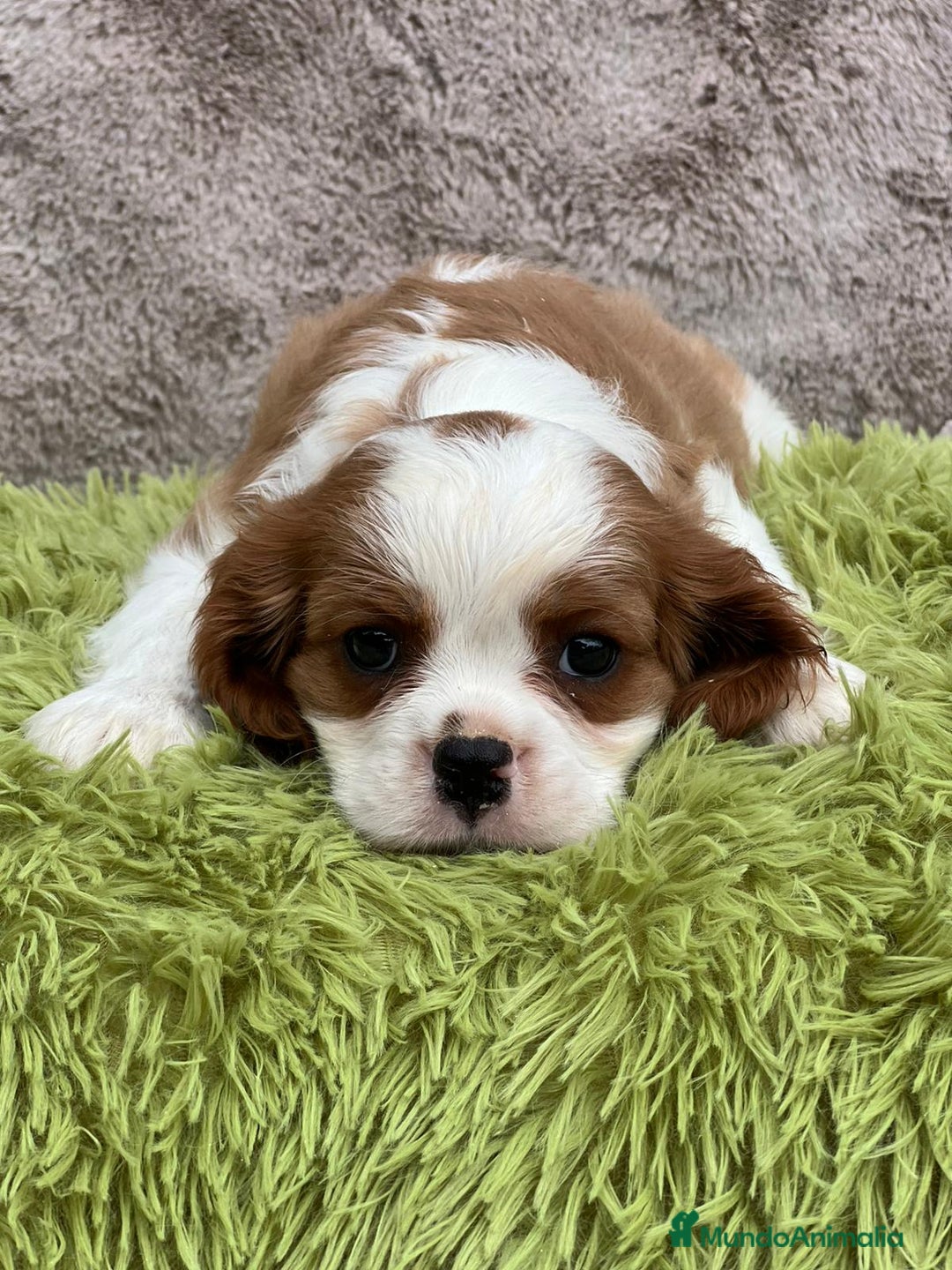 Cavalier King Charles Spaniel perros en venta: CAVLIER BLENHEIN DISPONIBLES - Imagen 5