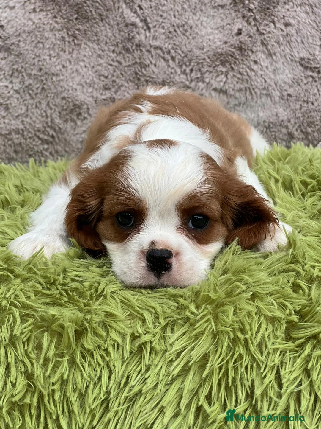 Cavalier King Charles Spaniel perros en venta: CAVLIER BLENHEIN DISPONIBLES - Anuncio 5