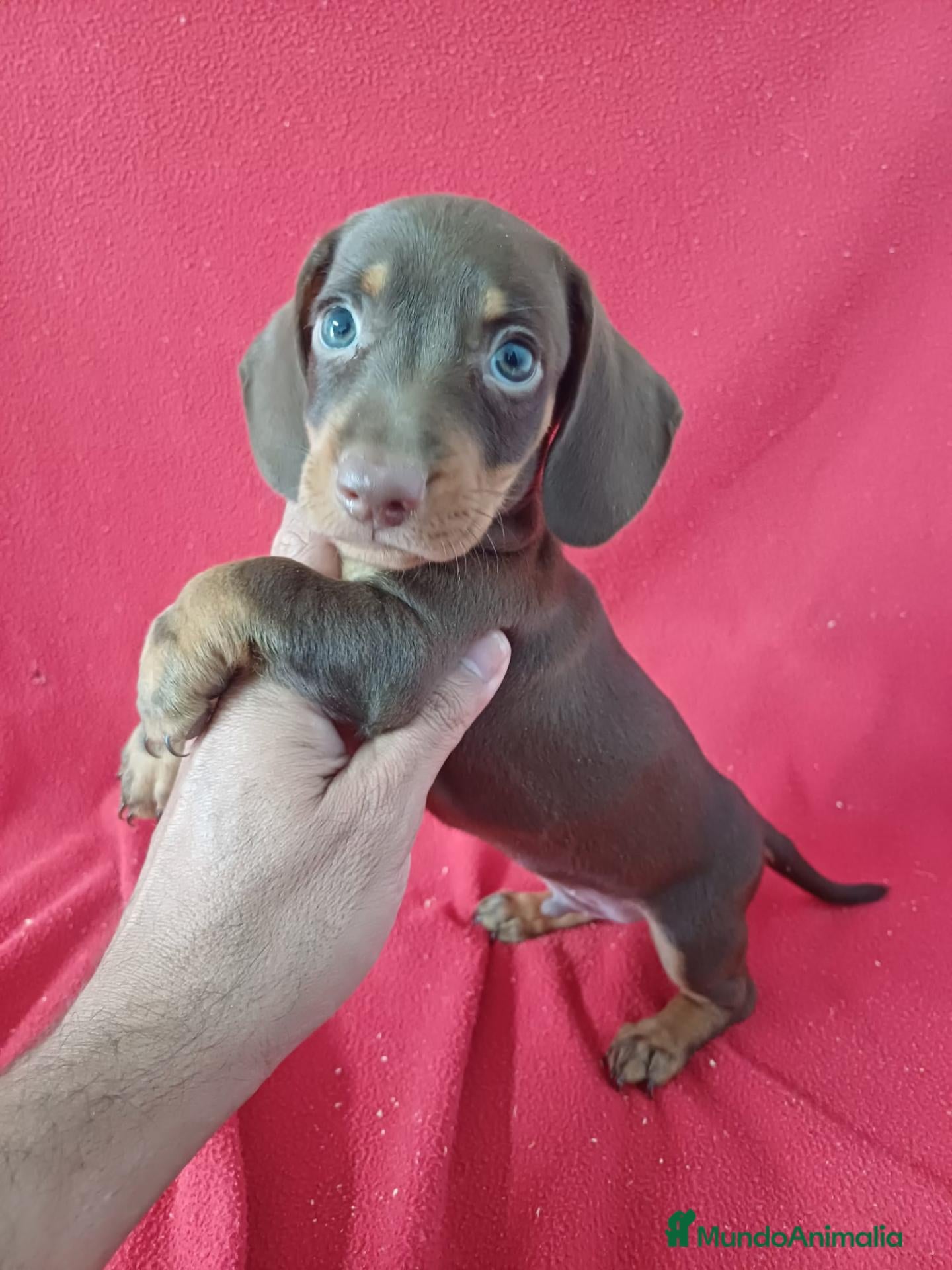 Teckel Miniatura perros Teckel Miniatura Chocolate Ojos Claros - Anuncio 1