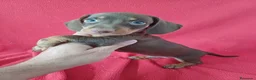 Teckel Miniatura perros en venta: Teckel Miniatura Chocolate Ojos Claros - Anuncio 1