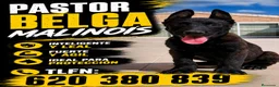 Pastor Belga Malinois perros en venta: Camada Malinois  - Anuncio 1