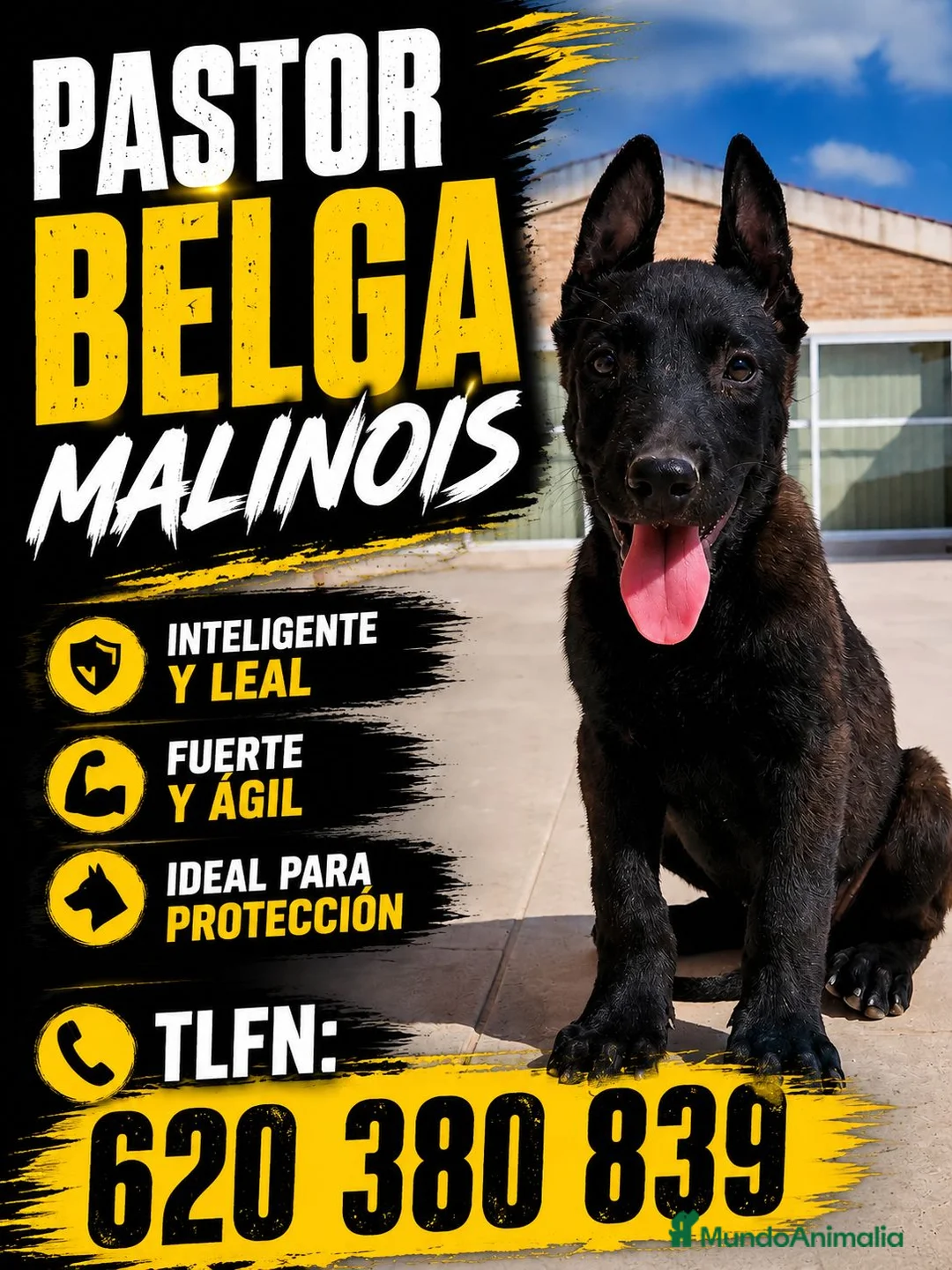 Pastor Belga Malinois perros en venta: Camada Malinois  - Anuncio 1