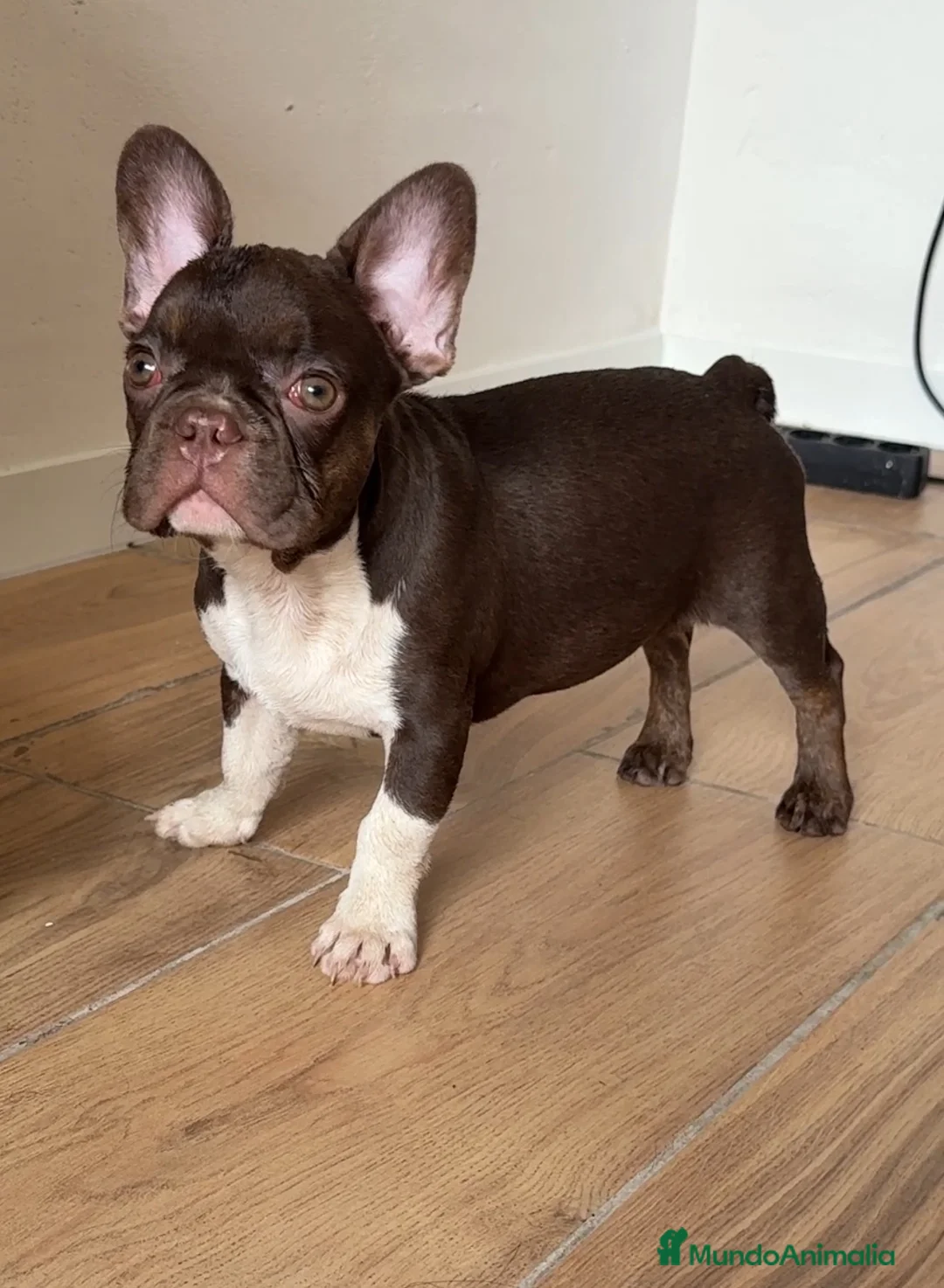 Bulldog Francés perros en venta: Bulldog francés chocolate  - Anuncio 2
