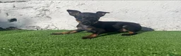 Ratón de Praga perros en venta: Impresionantes ratón de praga - Anuncio 4