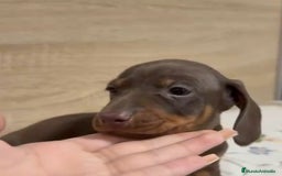 Teckel Miniatura perros en venta: Teckel Arlequin Chocolate Hembra - Imagen 5