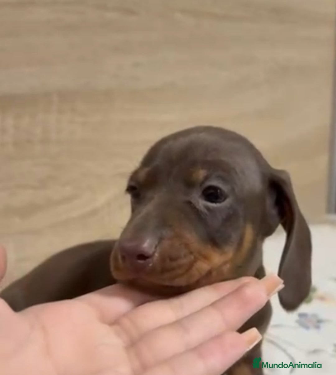 Teckel Miniatura perros en venta: Teckel Arlequin Chocolate Hembra - Imagen 5