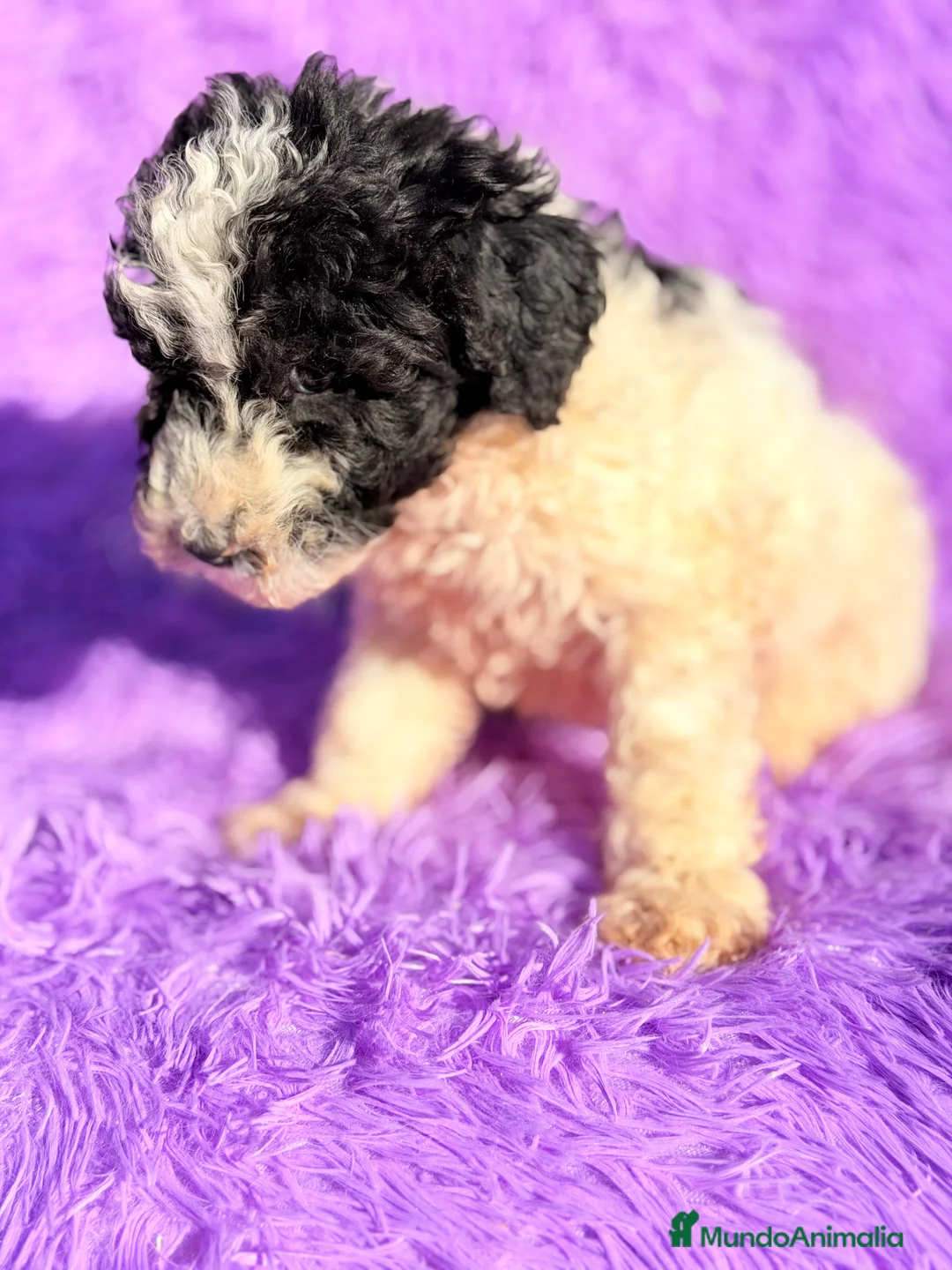 Perro de Agua Español perros en venta: Pdae blanco   y negro - Anuncio 4