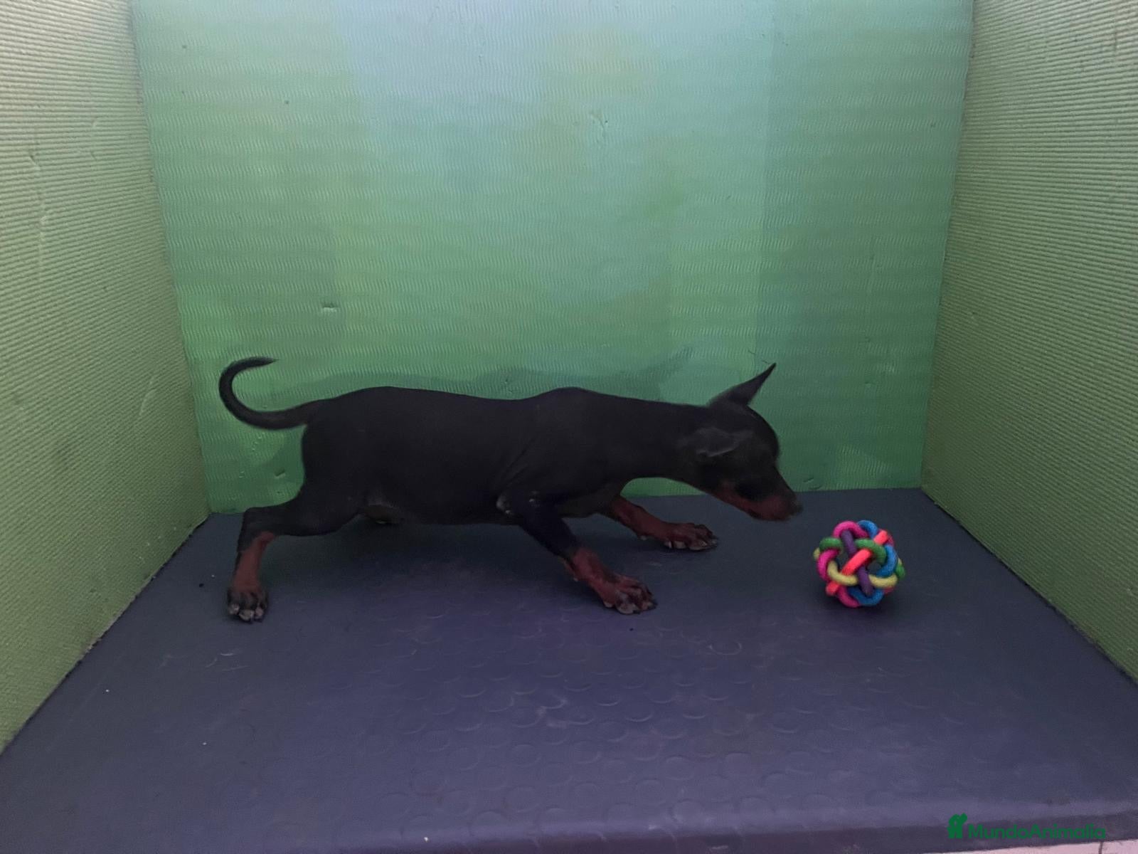 Pinscher Miniatura perros Impresionantes cachorros Pinscher  - Anuncio 1