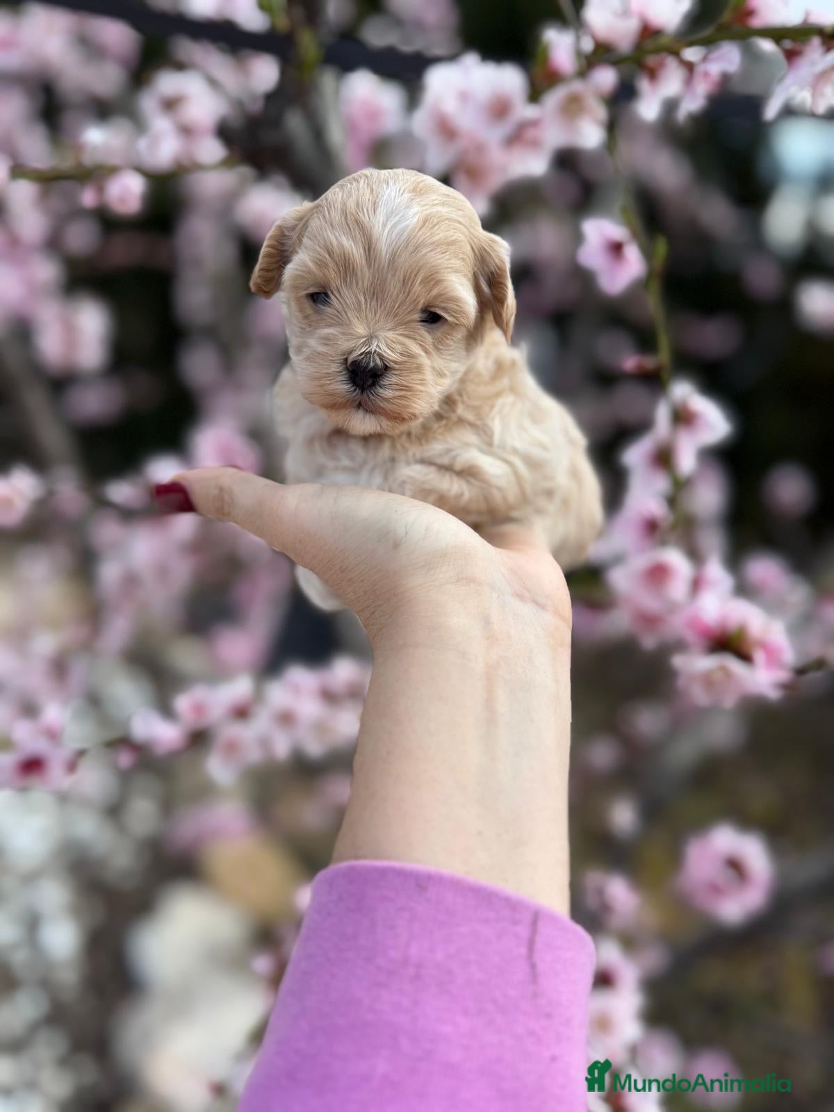 Maltipoo perros Maltipoo  - Anuncio 1
