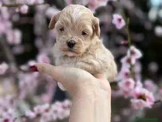 Maltipoo perros Maltipoo - Anuncio 1