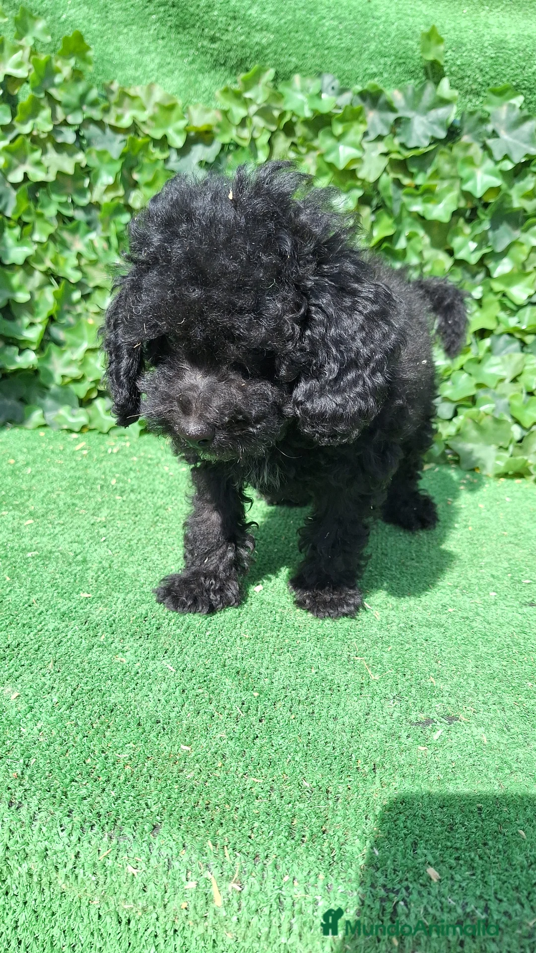 Raza Mixta perros en venta: Caniche toy con perro de agua  - Anuncio 5