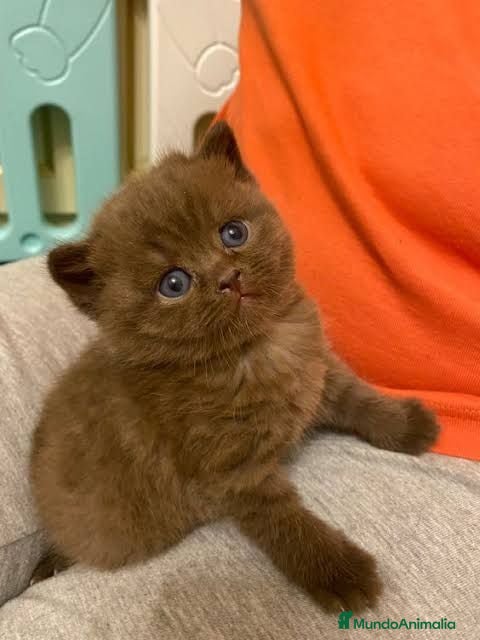 Británico de Pelo Corto gatos British blues chocolate y Golden bebes preciosos  - Anuncio 3