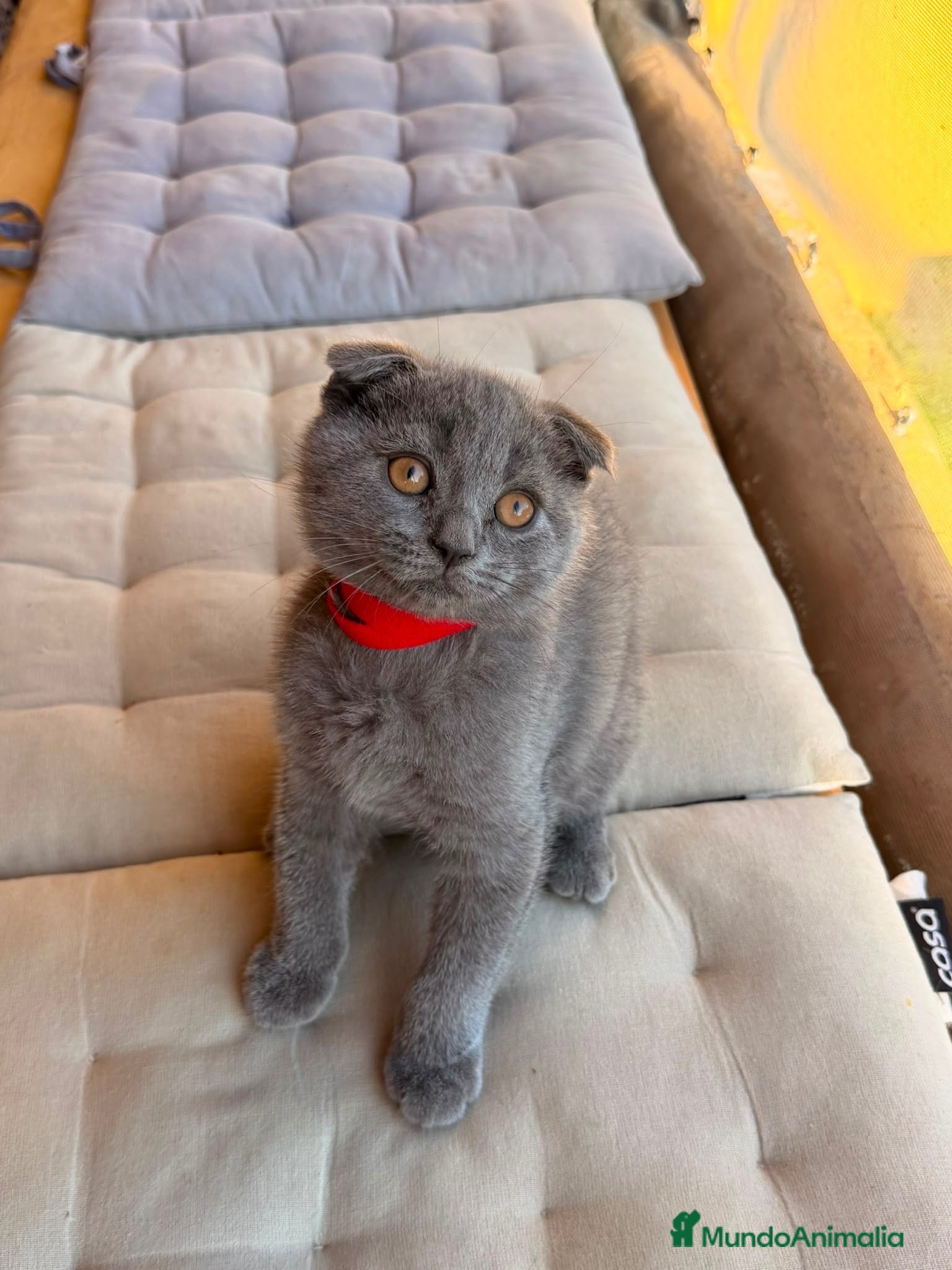 Británico de Pelo Corto Azul gatos Gatos british - Anuncio 2