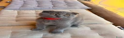 Británico de Pelo Corto Azul gatos en venta: Gatos british - Anuncio 1