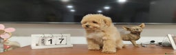 Maltipoo perros en venta: Maltipoo mini  - Anuncio 5