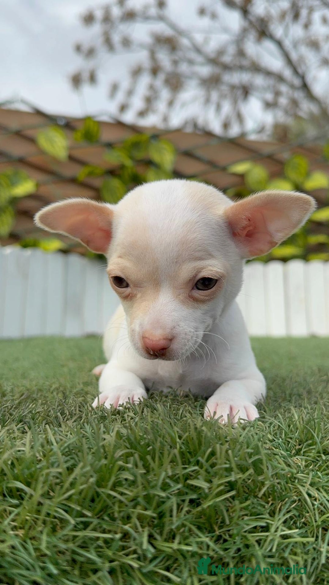 Chihuahua perros en venta: CHIHUAHUA MACHO - Anuncio 12